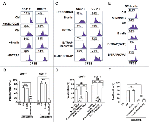 Figure 2. TRAP-induced IL-10-producing B cells suppress T-cell proliferation. (A–D) CFSE-labeled purified CD4+ T cells (A and B) and CD8+ T cells (C and D) were stimulated with plate-bound anti-CD3/anti-CD28 mAb and were either cultured alone (T cells only) or co-cultured with TRAP-induced B cells (3 μg/mL) from WT mice or IL-10−/− mice at ratio of 1:1 for 4 d, un-stimulated T cells were used as control. In the transwell experiment, B cells and T cells were added in the upper and lower chambers, respectively. CFSE dilution was determined by flow cytometry. (E–F) CFSE-labeled splenocytes from naive OT-1 mice were stimulated with OVA257–264 (1 µg/mL) and co-cultured with purified B cells, OVA+ TRAP-induced B cells, or OVA− TRAP-induced B cells at ratio of 1:1. Cells were collected after 4 d, stained with anti-CD8+ mAb and anti-Vβ 5.1/5.2. CFSE dilution was determined by flow cytometry. Results are representative of three independent experiments. NS: p > 0.05, *** p < 0.001 by unpaired t-test (B, D and F).