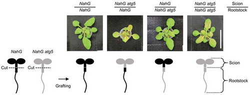 Figure 1. Zn starvation induced-chlorosis of NahG and NahG atg5 grafted plants. An overview of the micrograftingis shown in the lower part. Hypocotyl of NahG (showed in black shape) and NahG atg5 (showed in gray shape) seedlings were cut to separate scions and rootstocks. The scions and rootstocks were grafted in all 4 combinations. Upper part showed phenotypes of leaves of each plant at 7 days after transplant to −Zn media. NahG/NahG (scion/rootstock) and NahG/NahG atg5 plants did not show chlorosis, on the other hand, NahG atg5/NahG atg5 and NahG atg5/NahG plants showed remarkable Zn starvation induced-chlorosis. Scale bar indicates 2 cm.