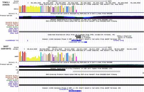 Figure 7. Integrative analysis of the potential function of rs4829 and rs9610915 SNPs by querying USCS. The SNP rs4829 was located on the 3’UTR of the TOM1L1 gene on chromosome 17 and rs9610915 was located on the 3’UTR of the MAFF gene on chromosome 22. Further, RIP-chip GeneST from ENCODE/SUNY Albany data suggested that polyadenylate-binding protein cytoplasmic 1 (PABPC1) might have a potential interaction with rs4829 (TOM1L1) and rs9610915 (MAFF)