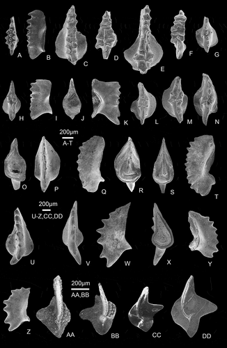 Figure 9. Selected representative conodonts from the Xiejingsi Formation. All are P1 (Pa) elements. A, B, Icriodus cornutus Sannemann, Citation1955a, upper view of PKUM-02-1101/Sh5 and lateral view of PKUM-02-1102/Sh5; C, D, Icriodus iowaensis ancylus Sandberg and Dreesen, Citation1984, upper views of PKUM-02-1103/L13 and PKUM-02-1104/L9-3; E, Icriodus iowaensis iowaensis Youngquist and Peterson, Citation1947, upper view of PKUM-02-1105/L12-2; F, Icriodus multicostatus multicostatus Ji and Ziegler, Citation1993, upper view of PKUM-02-1106/L9-3; G, Icriodus monodozi Zhao and Zuo, Citation1983, upper view of PKUM-02-1107/Sh5; H–O, Icriodus edentatus sp. nov. H–J, holotype, upper, lateral, aboral views of PKUM-02-1108/Sh5; K, paratype, lateral view of PKUM-02-1181/Sh5; L–N, paratypes, upper views of PKUM-02-1110/Sh5, PKUM-02-1109/Sh5 and PKUM-02-1111/Sh5; O, paratype, aboral view of PKUM-02-1112/Sh5; P–T, Pelekysgnathus ziqiuensis sp. nov. P–R, holotype, upper, lateral and aboral views of PKUM-02-1113/L4-4; S, paratype, aboral view of PKUM-02-1114/L4-4; T, paratype, lateral view of PKUM-02-1115/L4-4; U–Z, Pelekysgnathus arcuatus sp. nov. U, paratype, upper view of PKUM-02-1116/L4-1; V–X, holotype, upper, lateral and aboral views of PKUM-02-1117/Sh9; Y, Z, paratypes, lateral views of PKUM-02-1118/Sh9 and PKUM-02-1119/Sh9; AA, BB, Palmatolepis quadrantinodosalobata Sannemann, Citation1955b, upper views of PKUM-02-1121/L7-2 and PKUM-02-1122/L7-3; CC, DD, Palmatolepis angulata Johnston and Chatterton, Citation2001, upper views of PKUM-02-1119/L4-2 and PKUM-02-1120/L7-2.