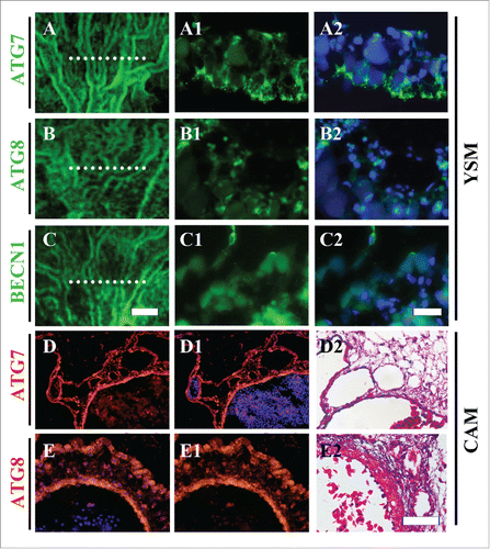 Figure 1. Atg7, Atg8 and BECN1 are expressed in chick YSM and CAM. (A-C) Immunofluorescent staining against Atg7 (A), Atg8 (B) and BECN1. (C) was performed on the YSM of HH13 chick embryos. (A1-C1) The transverse sections at the sites shown with dotted lines in A-C respectively. (A2-C2) DAPI staining + A1-C1 respectively. (D-E) The transverse sections of Atg7 (D) and Atg8 (E) immunofluorescent staining from 10.5-day chick CAM. D1-C1: DAPI staining + D-E respectively. (D2-C2) H&E staining on the next transverse sections of D and E respectively. Abbreviation: CAM, chorioallantoic membrane; YSM, yolk sac membrane; BECN1, beclin-1. Scale bars = 150 µm in A-C, 100 µm A1-C1, A2-C2, 100 µm in D-E, D1-E1, D2-E2.