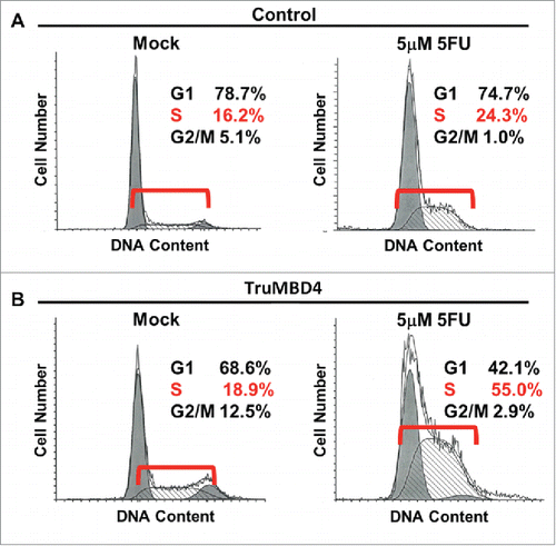 Figure 5. TruMBD4 induces S phase cell cycle arrest upon 5FU treatment. (A) Using fluorescence-activated cell sorting (FACS) analysis, empty plasmid transfected HT29 cells expressing normal MBD4 protein showed a modest increase in S phase cells after 5FU treatment (16.2% pre-treatment, 24.3% post 5FU treatment). (B) TruMBD4-expressing HT29 cells, in response to 5FU treatment, demonstrated marked increase in S phase cells (18.9% pre-5FU treatment, 55.0% post 5FU treatment).