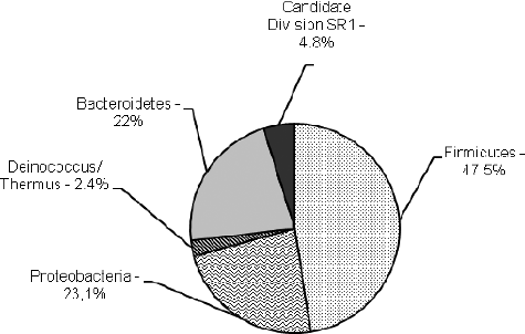 Figure 2. Genus affiliation of 16S rDNAs clones obtained from Pomorie salterns.