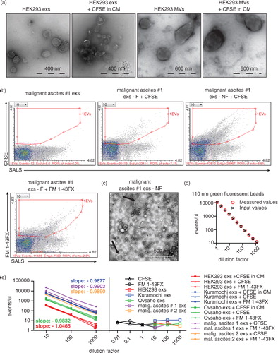 Fig. 4.  Quantification of EVs by dedicated flow cytometer (FC). (a) Representative images of negatively contrasted exs and MVs from HEK293 cells (used in Fig. 3) visualized by TEM. The morphological characteristics are unchanged for EVs derived from HEK293 cells in the presence of 2 µM CFSE in the CM. (b) Exs isolated from malignant ascites of ovarian cancer patients labeled by CFSE (upper middle and right panel), FM 1-43FX dye (lower left panel) and unlabeled (upper left panel). Note the difference between filtered (-F) and non-filtered (-NF) exs preparation. (c) Representative images of negatively contrasted exs from (b) visualized by TEM. Exs preparations isolated from malignant ascites of ovarian cancer patient #1 are contaminated by lipoprotein particles (smaller than exs, black asterisks) and sporadic MVs (larger than exs, black arrows), the latter are detected by FC also in (b). (d) Serial 2-fold dilutions of reference bead mix were measured using fluorescence threshold triggering. The measured values in ROI 2 (Fig. 1a) corresponding to 110-nm particles, (roughly reflecting exs) are plotted as red circles along with the calculated input amount of beads (X). Linear regression of log transformed data reveals slope −0.9954±0.0106, R2–0.9952. One representative experiment out of 3 is shown. (e) Quantification of exs from CM and patient samples. Left panel, event/µl for 10-fold dilutions of exs stained with CFSE in CM (indicated by squares), exs stained with CFSE prior to FC measurement (triangles) and exs stained with FM 1-43FX prior to FC measurement (spheres) were plotted against the dilutions. Slope/Y-intercept of linear regression analysis was calculated. Pooled slopes are presented for each source of exs indicated by color. Right panel, 10-fold dilutions of control samples (negative) indicate the background level of event/µl detected by FC.