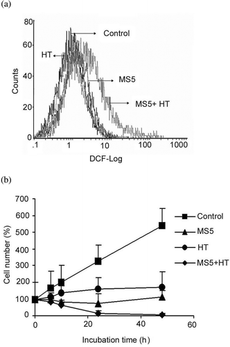 Figure 3. Effects of MS5 and mild HT on ROS generation and on cell growth. (a) U937 cells were first incubated with DCFH-DA for 30 min and then treated with MS5, mild HT alone and in combination of both. Intracellular H2O2 production was measured by flow cytometry immediately after treatment. (b) Time-dependent effect on cell growth was determined by trypan blue dye exclusion test. Bars indicate standard deviation (n = 3).