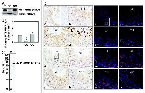 Figure 2. Cellular localization and stage-specific expression of MT1-MMP in the seminiferous epithelium of the adult rat testis during the epithelial cycle of spermatogenesis. (A) Presence of MT1-MMP in testis (T), Sertoli (SC, see legend to Fig. 1 for details) and germ cell (GC, see legend to Fig. 1 for details) lysates (50 μg protein/lane) by immunoblotting. Actin served as an indicator of equal protein loading. (B) Histogram summarizing results shown in (A). The relative level of MT1-MMP detected in Sertoli and germ cell lysates was compared with MT1-MMP in the testis, whose level was arbitrarily set at 1. Each bar represents the mean ± SD of n = 3 experiments. *p < 0.05; **p < 0.01 (ANOVA followed by Dunnett’s post-hoc test). (C) Immunoblot showing the specificity of an anti-MT1-MMP polyclonal antibody (Table 1) in testis lysate (50 μg protein). This antibody was used subsequently for IHC and IF staining. Mr, molecular weight; M, MagicMark™ XP Western Protein Standard (Invitrogen). (D) IHC and IF staining of MT1-MMP in paraffin-embedded (5 μm) and frozen (7 μm) adult testis cross-sections, respectively. MT1-MMP immunoreactivity appeared as a brownish precipitate in IHC experiments (a–h) and as a reddish precipitate in IF experiments (i–p). Nuclei were visualized with DAPI (blue, i–p). Stages of the seminiferous epithelial cycle are denoted as Roman numerals (b–h, and j–p). Insets (e and i) are magnified images corresponding to boxed areas within the same panel. Specificity was assessed when 10% normal goat serum (vol/vol) was used instead of MT1-MMP IgG (a, right panel). Dashed lines (j–p) mark the periphery of seminiferous tubules. Scale bars, 25 μm. Immunoreactive MT1-MMP immunoreactivity associated intensely with residual bodies (arrows in d) and weakly with pachytene spermatocytes, and round and elongating/elongated spermatids (blue arrowheads in e).