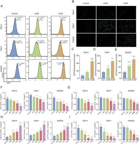Figure 2. MLT treatment increased ROS production and inhibited antioxidase activities in RCC cells. (A) ROS production in RCC cells were detected by fluorescence staining. Scale bar = 50 μm. (B, C, D, E) Flow cytometry analysis of the ROS amount and quantitative analysis of intracellular ROS detection. (n = 3, mean ± SD). (F) SOD activity in 786-O, 769-P and SW839 cells after treatment with MLT 24 h; (n = 3, mean ± SD). (G) GSH activity in 786-O, 769-P and SW839 cells after treatment with MLT 24 h; (n = 3, mean ± SD). (H) GSH-PX activity in 786-O, 769-P and SW839 cells after treatment with MLT 24 h; (n = 3, mean ± SD). (I) CAT activity in 786-O, 769-P and SW839 cells after treatment with MLT 24 h; (n = 3, mean ± SD). *p < 0.05; **p < 0.01, and ***p < 0.001 vs control group.