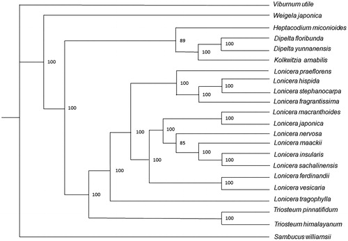 Figure 1. Phylogenetic tree of Triosteum himalayanum and other 21 Caprifoliaceae species established by maximum likelihood (ML). Accession numbers: Dipelta floribunda, NC_037955.1; Dipelta yunnanensis, NC_042201.1; Heptacodium miconioides, NC_042739.1; Kolkwitzia amabilis, NC_029874.1; Lonicera ferdinandii, NC_040963.1; Lonicera fragrantissima, MG738669.1; Lonicera hispida, NC_040962.1; Lonicera insularis, NC_039634.1; Lonicera japonica, MH028738.1; Lonicera maackii, NC_039636.1; Lonicera macranthoides, NC_040959.1; Lonicera nervosa, NC_040961.1; Lonicera praeflorens, NC_039635.1; Lonicera sachalinensis, NC_039637.1; Lonicera stephanocarpa, NC_037954.1; Lonicera tragophylla, NC_037953.1; Lonicera vesicaria, MH028743.1; Sambucus williamsii, NC_033878.1; Triosteum pinnatifidum, NC_037952.1; Viburnum utile, NC_032296.1; Weigela japonica, MK397907.1.