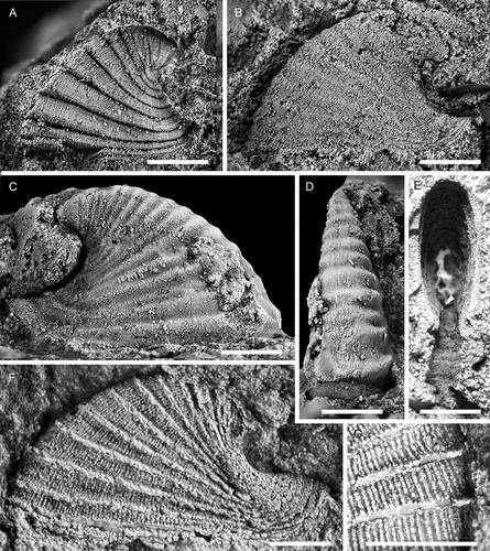 Figure 19. Stenotheca norvegica (Resser, Citation1938), with specimens arranged in an ontogenetic series. A, external mould, left lateral view (PMU 37787). B, left lateral view (PMU 37778), C, D, right lateral and anterior views (PMU 37789/1). E, external mould, ventral view, showing key-hole morphology (PMU 37790). F, silicon cast of large specimen (PMU 37791). G, silicon cast showing detail of shell ornamentation (PMU 37792/1). From the Ellipsostrenua spinosa Zone at Gislövshammar, Scania, southern Sweden. Scale bars = 1 mm