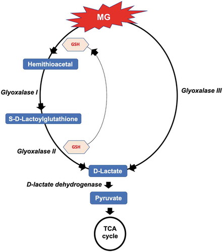 Figure 9. An illustration showing the involvement of metabolites isolated from silicon-treated plants grown under salinity in the methylglyoxal (MG) detoxification mechanism, via the glutathione (GSH)-dependent glyoxalase I and glyoxalase II and the glutathione (GSH)-independent glyoxalase III pathways.