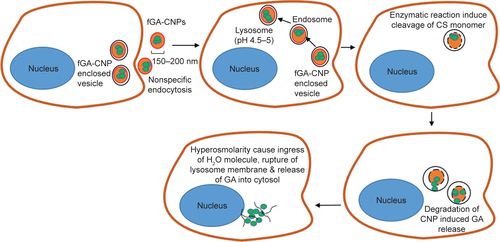 Figure S1 The proposed mechanism of GA release from CNP.Notes: fGA-CNP entered cells through nonspecific endocytosis and subsequently fused with endosome and lysosome. Decrease in pH gradient caused surface degradation of CNP polymer. The action of glycoside hydrolase enzyme within lysosome enhances further degradation of CNP. Gradual degradation resulted in a mass loss of CNP polymer, therefore inducing GA release. The accumulation of CNP degradation products increased the osmolarity of lysosome, inducing an ingress of water molecules, thereby resulting in rupture of the lysosome membrane and subsequent release of their content into cytosol.Abbreviations: CNP, chitosan nanoparticle; fGA, fluorescently labeled glutamic acid.
