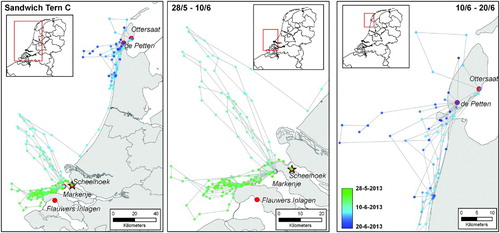 Figure 2. Recorded GPS locations (coloured dots) of a Sandwich Tern after breeding failure. Dots are coloured from green to blue with ascending date and a straight line is depicted between subsequent points for visualization purposes. This bird prospected in a nearby colony (red circles), left the surroundings of the colony where it started breeding (red star) 11 days after tagging, and prospected in two colonies on the island of Texel, the Netherlands. The left panel shows the entire period between 28 May (tagging) and 20 June 2013 (last data download), the middle and right panels the detailed views of the southern and northern geographical regions, respectively.
