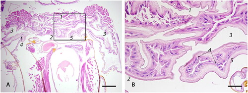 Figure 8. Lower reproductive tract: (A) The genital chamber (1) is a continuation of the median oviduct posterior to the valve fold; through a cleft-like opening, it transitions into the bursa copulatrix (2) with bilateral bursal pouches (3) (bar = 200µm); (B) Enlarged squared area in A: genital chamber (1), bursa copulatrix (2), and bursal pouch (3) lined by cuboidal epithelium (4) with prominent cuticle (5) (bar = 50µm).