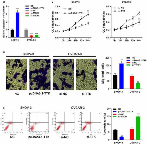 Figure 2. TTK enhances OC cell growth and migration and inhibits apoptosis