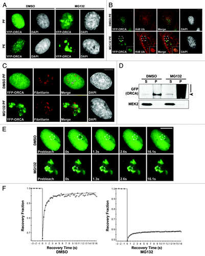 Figure 6. The polyubiquitinated ORCA associates with detergent-resistant chromatin fraction. (A) YFP-ORCA-expressing U2OS cells were incubated with DMSO and MG132, and were then fixed directly by paraformaldehyde (PF) or pre-extracted with detergent before fixation (PE) to remove soluble proteins. Note that YFP-ORCA localized in the form of aggregated foci upon MG132 treatment, which are resistant to detergent extraction. (B) Immunostaining of DMSO and MG132-treated YFP-ORCA-expressing cells with K48 ubiquitin antibody. (C) Immunostaining of DMSO and MG132-treated YFP-ORCA-expressing cells with Fibrillarin shows that the ORCA-containing foci do not localize to the nucleolar structures in the cells. (D) Biochemical fractionation of YFP-ORCA expressing cells treated with DMSO or MG132 followed by immunoblot analysis using GFP antibody. (S) represents cytosolic fraction, and (P) denotes chromatin-bound fraction. Note the high molecular weight smear of YFP-ORCA predominantly on the chromatin fraction (P) upon MG132 treatment. (E) Snapshots of the FRAP analyses on DMSO or MG132-treated YFP-ORCA-expressing cells. The insets denote where the photobleach was conducted. (F) Quantitations of FRAP data show a highly dynamic rate of ORCA on chromatin, with the recovery time T(1/2) = 0.30 ± 0.07s to a 0.93 ± 0.04 recovery fraction, whereas, in MG132-treated cells, no more than 20% recovery after photobleach was observed. Scale bars in (A, B, C and E) represent 10 µm.