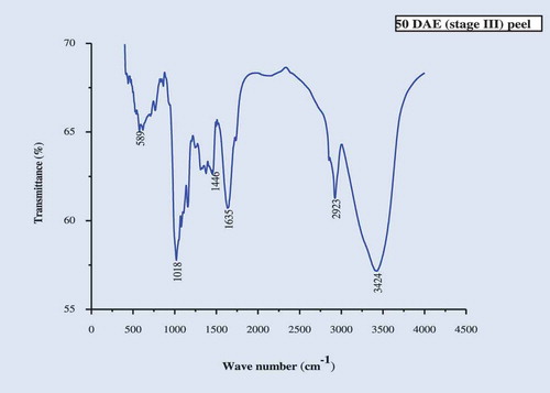 FIGURE 3c FT-IR spectra of culinary banana peel at 50 DAE (stage III).