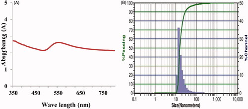 Figure 2. UV-Visible spectrum of AuNPs (A) Zeta potential analysis of AuNPs (B).
