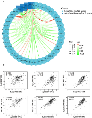 Figure 8. Correlation analysis between SDH genes and FRGs in ccRCC. (a) The interaction networks diagram of SDH genes and FRGs. The green or red lines represent negative and positive correlations, respectively. (b) The scatter plot shows the correlation between SDH genes and NCOA4, or IRP2.