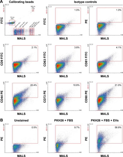 Figure 6 High-resolution flow cytometric analysis of EVs isolated from hBM-MSCs.Notes: Samples were analyzed by Apogee A50-Micro flow cytometer dedicated for the analysis of small particles. (A) Antigenic profile of EVs. Representative dot plots of EVs stained with fluorescent antibodies directed against tetraspanins or mesenchymal stem cell markers. The dot plot of calibrating beads (# 1493) containing the mixture of size-defined SL and green PS beads is shown as a size distribution reference. The percentage of objects (gated based on isotype controls) positive for analyzed antigens is shown in selected regions (red boxes). (B) Representative dot plot of EVs stained with PKH26 membrane dye in the presence of FBS (right), gated to unstained EV sample (shown on left). Control sample with PKH26 only in the presence of FBS is also shown in the middle. MALS parameter corresponds to the relative size of analyzed objects.Abbreviations: EVs, extracellular vesicles; FBS, fetal bovine serum; hBM-MSCs, human bone marrow mesenchymal stem cells; MALS, medium angle light scatter; PS, polystyrene; SL, silica.