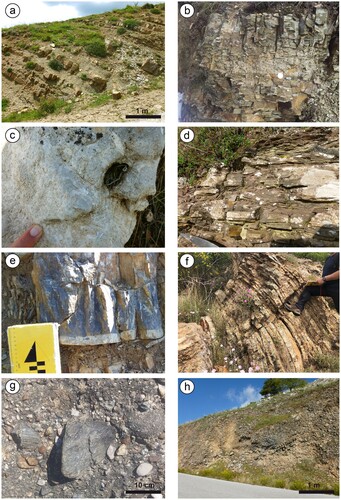 Figure 3. Examples of the mapped stratigraphic units. (A) Liguride Unit: regularly bedded sandstones and clays of the Albidona Formation (FAB) cropping out at Monte dell’Agresto. The fragmented whitish rocks pertain to a cm-thick marly horizon; (B) Sicilide Unit: thinly laminated marls pertaining to the Varicolored Clay (AVA) cropping out north of the Monte di Viggiano; (C) Apennine Platform Unit: rudist (caprinids) fragments-rich limestones recognized at Monte di Viggiano pertaining to the Radiolitids Limestones (RDT); (D) L2 Unit: cm-thick, well-bedded red sandstones pertaining to the Monte Facito Sandstones member (AMF) of the Monte Facito Formation, north of the Cognone locality; (E) L1 Unit: dm – thick grey calcilutite layer showing a 1.5 cm thick bioturbated whitish interval at the base. Sorgente Acero member (USA), south of Monte San Nicola ridge; (F) L1 Unit: cm – thick, well bedded cherts pertaining to the upper member of the Scisti Silicei Formation (SCS1) in the Monte Farneta locality; (G) Syn – orogenic Unit: conglomerates of the Gorgoglione Formation (FGO) east of Montemurro village; (H) Quaternary basin infill: scree deposits pertaining to the Brecce di Galaino Unit (GALB) near Marsicovetere.