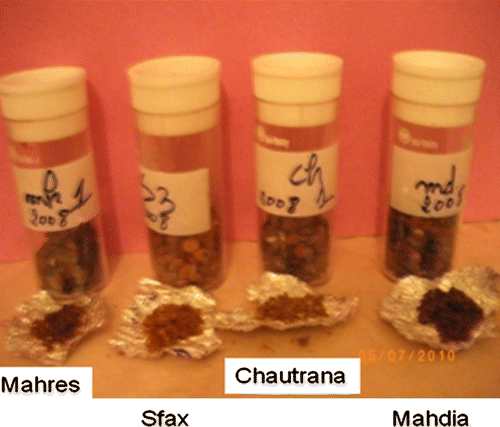Fig. 3 Oil extracted from four Tunisian Ziziphus zizyphus ecotypes (Sfax,Choutrana, Mahres and Mahdia) Fig. 3. Huiles extraites à partir de quatre écotypes de Ziziphus zizyphus Tunisien (Sfax, Choutrana, Mahres et Mahdia)