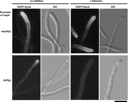 Fig. 8. Localization of SynA under the wspA-repressing condition.