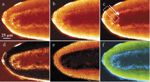 Figure 12. 2PEF images of an eGFP (enhanced green fluorescence protein) labeled drosophila embryo. (a) blue-tuned excitation. (b)Red-tuned excitation. (c) Transform limited pulse. these three images are normalized to the fluorescence signal of the vitelline membrane. (d) Linear combination of A and B to isolate the eGFP fluorescence. (e) Linear combination of A and B to isolate the yolk fluorescence. (f) Composite image of C and D to illustrate the good separation between eGFP and yolk fluorescence. (Ref.159) [Citation159]