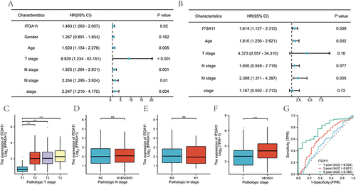 Figure 2 ITGA11 is an independent risk factor for adverse outcomes in STAD and its relationship with clinical characteristics. (A) Univariate Cox regression analysis. (B) Multivariate Cox regression analysis. (C) Comparison of ITGA11 expression according to T stage. (D) Comparison of ITGA11 expression according to N stage. (E) Comparison of ITGA11 expression according to M stage. (F) Comparison of ITGA11 expression according to pathological stage. (G) One-, three-, and five-year ROC curve analyses of ITGA11. ***p < 0.001.