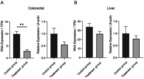 Figure 5. Comparison of the TPM value and RT-qPCR of the Cmah gene in the colorectal and liver in the Treatment group and the Control group. (A) Histogram comparing the TPM value of the Cmah gene in the colorectal Treatment group and Control group; (B) The relative expression of the Cmah gene in the RT-qPCR results was compared between the colorectal Treatment group and the Control group; (C) Histogram comparing the TPM value of Cmah gene in the Treatment group and the Control group in the liver; (D) Comparison of the relative expression of Cmah gene in the RT-qPCR results of liver Treatment group and Control group. * indicates p < 0.05, ** indicates p < 0.01.