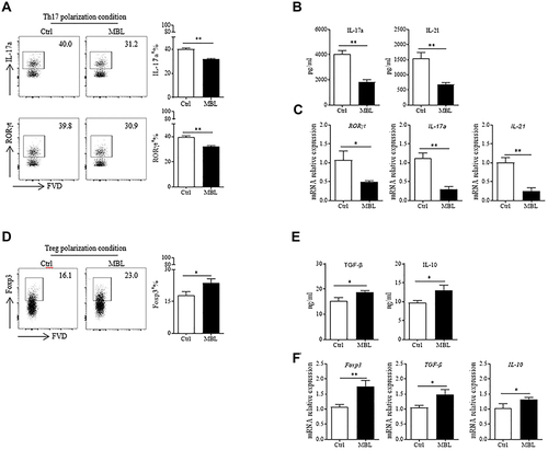 Figure 2 MBL inhibited Th17 cells polarization in vitro. (A and C) Naïve CD4+ T cells were cultured under Th17 differentiation conditions in the presence or absence of MBL protein (5μg/mL). (A) The expression of IL-17a and RORγt in CD4+ T cells were determined by FCM analysis. (B) The levels of IL-17a and IL-21 in the culture medium were evaluated by ELISA assay. (C) The mRNA levels of RORγt, IL-17a, and IL-21 were detected by RT-qPCR analysis. (D–F) Naïve CD4+ T cells were cultured under Treg differentiation conditions with or without MBL protein (5μg/mL). (D) The expression of Foxp3 in CD4+ T cells was determined by FCM analysis. (E) The levels of TGF-β and IL-10 in the culture medium were evaluated by ELISA assay. (F) The mRNA transcription levels of Foxp3, TGF-β, and IL-10 were detected by RT-qPCR analysis. *p < 0.05, **p < 0.01. The data represent three independent experiments with similar results.