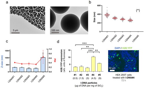 Figure 2. l-DNA@SiO2 particles. (a) TEM images of particles l-DNA#4 with 4.5 µg of linear H2B:YFP DNA. (b) Particle diameter (mean ± SD) measured by TEM within a scatter dot plot comparing l-DNA#1-5 (n = 100). (*) l-DNA#5 is not included due to the presence of aggregates (see Figure S11). (c) l-DNA#1-6 bar chart of Z-size (mean ± SD, left Y axis, n = 3) and dot plot in red showing polydispersity index (PDI) (mean ± SD, right Y axis, n = 3). (d) Flow cytometry quantification of the transfection efficiency (mean fluorescence intensity) of the l-DNA#4 DNA@SiO2 particles and a representative confocal microscopy image of HEK 293 cells expressing the recombinant H2B:YFP protein 72 h after transfection. Data are shown as the mean ± SD of 3 experimental replicas (n = 10,000 cells/replica, t-test, *p < 0.05, and ***p < 0.001).