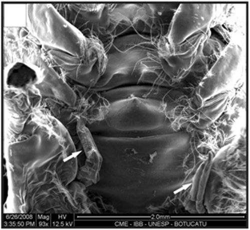 Figure 17. Petasma of a specimen with 8.4 mm CL. Petasma (arrow). Scale bar = 2 mm.