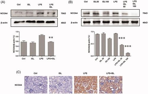 Figure 7. ISL reduced the expression of NOCA4 both in vivo and in vitro upon LPS induction (A) Western blot assay about NCOA4 in murine kidney tissues. (B) Western blot assay about NCOA4 in HK2 cells. (C) Immunohistochemical staining with NCOA4 in mice kidney tissues. Magnification for immunohistochemical staining: ×400.