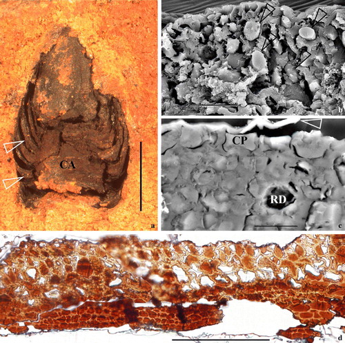 Figure 1.  A mummified coniferous cone with cytoplasm preserved from the Miocene (15–20 Ma) at Clarkia, Idaho, US. Specimen number PB20715, deposited in the Palaeobotanical Collection, Nanjing Institute of Geology and Palaeontology, Nanjing, China. (a) The fossil cone still embedded in the sediments. Note the cone axis (CA) and bract-scale complexes attached (arrows). Bar = 2 mm. (b) A cross view of a bract with the SEM. Note the intact cells and their contents (arrows) in the tissue. Bar = 20 µm. (c) A view of a bract thin section with the SEM. Note the epidermal and other cells, cytoplasm (CP) filling up the lumina, possible resin duct (RD), the cleavages between cells and their cell walls, and the ruptured cuticle (arrow). Section is about 2 µm thick. Bar = 10 µm. (d) A view of a cross-section of a bract-scale with the light microscope. Note the dark-colored cytoplasm in contrast to the light-colored cell walls in this unstained section. Bar = 0.1mm. This Figure is published with the permission of Nanjing Institute of Geology and Palaeontology, Nanjing, China and is reproduced in colour in Molecular Membrane Biology online.