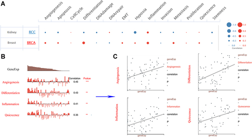 Figure 3 Function of COTL1 in breast cancer determined using the CancerSEA database. (A) Analysis from the CancerSEA database at single-cell resolution indicated that COTL1 was primarily involved in differentiation, inflammation, metastasis, and angiogenesis. (B and C) According to data from Braune EB and Jordan NV, COTL1 expression was significantly positively correlated with angiogenesis, differentiation, inflammation, and quiescence. ***p < 0.001, **p < 0.01.