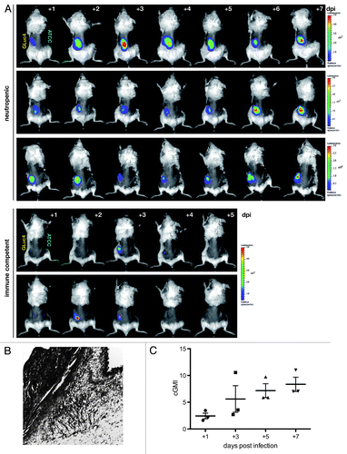 Figure 4. Longitudinal study of cutaneous aspergillosis in neutropenic and immune competent BALB/c mice. (A) Animals were infected subcutaneously with 5 × 105 conidia of bioluminescent strain AfS75 (GLuc4) or its wild-type progenitor ATCC 46645 (ATCC) at the contralateral side, and emission of photons after injection of the G. princeps luciferase substrate coelenterazine was followed for one minute up to seven days post-infection (dpi). Bioluminescent signals manifested only from the AfS75-infected areas, whereas the ATCC strain did not result in any background luminescence. Variations in signal intensity ranges were evident as indicated by the differing scales of luminescence. Immune competent animals were able to completely clear the infection within several days. (B) Histopathologic GMS specimen (100x) of representative dorsal tissue after three days post-infection with 5 × 105 conidia of AfS75, demonstrating subcutaneous localization of a hyphal cluster. (C) Fungal burdens increased over the course of cutaneous infection as estimated by corrected galactomannan indices (cGMIs); however, no statistically significant correlation of these to bioluminescence signal intensities could be deduced (not shown).