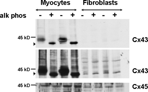 Figure 3.  Alkaline phosphatase treatment (+) of myocyte and fibroblast extracts demonstrates that dephosphorylation results in migration of a single band at 41 kDa → in each cell type. The top and center images are different exposures of the same membrane blotted with anti-Cx43 antibody. Two exposures are shown to illustrate alkaline phosphatase treatment in myocytes (top) and fibroblasts (center) more clearly. The bottom image shows the same membrane blotted with anti-Cx45 antiserum. Equal amount of protein (30 µg) was loaded in each lane.