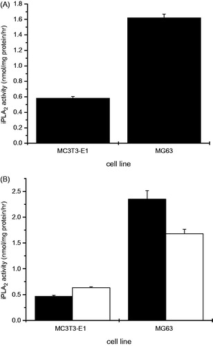Figure 3. iPLA2 activity in MC3T3-E1 and MG63 osteoblastic cells. (A) Total iPLA2 activity in cell lysates. (B) iPLA2 activity in cytosolic (black bars) and membrane-containing (open bars) fractions after subcellular fractionation. iPLA2 activity in lysates and fractions were measured using 1-palmitoyl-2-[14C]arachidononyl-sn-glycero-3-phosphocholine as a substrate in assay buffer (100 mM HEPES; 400 μM Triton X-100; 5 mM EDTA; 2 mM DTT, 1 mM ATP; pH 7.5) at 40 °C for 60 min.