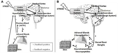 Figure 2 Nervous and endocrine pathways under stress.