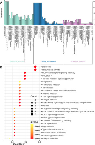 Figure 8 The GO and KEGG enrichment analysis for the genes in cluster 3 obtained based the MCODE method. (A) The biological processes and (B) KEGG pathways for genes in cluster 3.