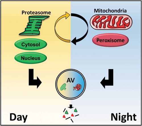 Figure 1. Autophagy is regulated around a 24-h rhythm in mouse liver, catabolizing substrates during the day or night-time in distinct cellular regions.