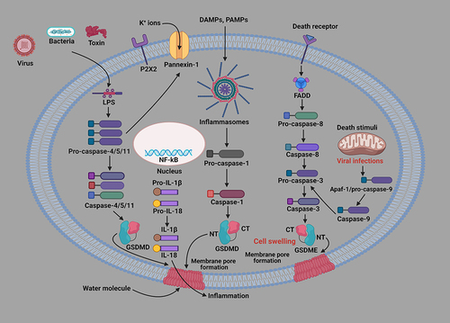 Figure 1 Cellular and molecular mechanisms of pyroptosis-related signaling pathways. Pyroptotic signaling pathways are mainly triggered by the stimulation of damage-associated molecular patterns (DAMPs) or pathogen-associated molecular patterns (PAMPs), leading to the activation of a variety of inflammasome components. The activated inflammasome proteins further activate the Caspase-1 pathway. Then, the activated Caspase-1 splits GSDMD to produce GSDMD N-fragment and plasma membrane pores, resulting in pyroptosis-dependent cell death. Furthermore, the Caspase-1 pathway triggers the formation and release of IL-1β and IL-18 inflammatory factors. In addition, LPS binds to the precursor of Caspase-4/5/11, inducing pyroptosis. Caspase-3/GSDME can also cause pyroptosis-mediated cell death. In addition, mitochondrial and death receptors can also trigger the Caspase-3 pathway. The activated Caspase-3 splits GSDME to produce GSDME N-fragment, creating cytoplasmic membrane pores, cell contraction and denaturation, resulting in pyroptosis-mediated cell death.