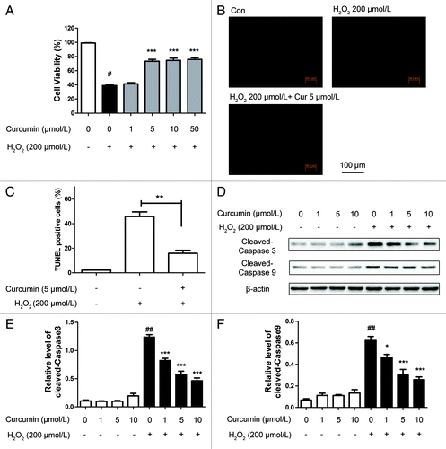 Figure 1. The protective effects of curcumin on H2O2-induced cytotoxicity in HUVECs. (A) Effects of curcumin on the viability of HUVECs treated with H2O2. HUVECs were exposed to various concentrations of curcumin (1, 5, 10, 50 μmol/L) for 24 h. Then, cells were treated with H2O2 (200 μmol/L) for 4 h and cell viability was determined by CCK-8 assay. Values are expressed as the mean ± SD, n = 3. #p < 0.05 H2O2 alone group vs. H2O2-free group (Control); ***p < 0.001 vs. H2O2 alone group. (B and C) Treated HUVECs were subjected to TUNEL and Hoechst staining. (B) Representative staining with TUNEL. (C) The number of TUNEL-positive nuclei was expressed as a percentage of total nuclei detected by Hoechst staining. **p < 0.001 vs. H2O2 alone group. (D) Representative western blot analysis of cleaved caspase-3, caspase-9 and β-actin in curcumin (1, 5, 10 μmol/L)-treated HUVECs. (E) Densitometric analysis was used to quantify the levels of caspase-3 and (F) caspase-9 activation. Values were normalized against β-actin and presented as fold increase compared with the basal level (Control). Data was shown as mean ± SD, n = 3. ##p < 0.01, H2O2 alone group vs. H2O2-free group (Control); **p < 0.01, ***p < 0.001 vs. H2O2 alone group.