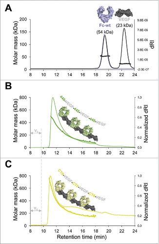 Figure 4. Polymerization of Fcab–VEGF complexes. SEC-MALS analysis of Fc protein-VEGF mixtures. (A) Overlay of single measurements of the respective amounts of Fc-wt (violet) and VEGF (gray) that were used for a mixture of Fc-wt and VEGF in a 1:3 molar ratio (black). Calculated molar masses from the mixture run are depicted matching exactly values of the respective single runs. Analysis of 1:1 molar ratio mixtures of (B) 448–VEGF (green) and (C) CT6–VEGF (yellow). Samples elute just after the void volume (V0), referring to high molar masses across the tailing peaks indicating polymerization of the Fcab–VEGF complexes. To facilitate comparison between (B) and (C), the differential refractive index signal (dRI) was normalized. Formation of Fcab–VEGF polymer chains is schematically represented.