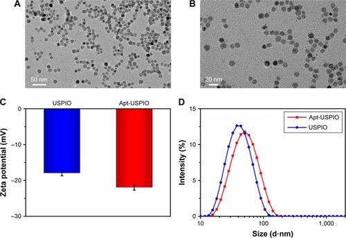 Figure 2 Characterization of Apt-USPIO and USPIO. (A and B) TEM images show that the Apt-USPIO nanoparticles disperse well, and are round in shape with an estimated magnetic core size of 10 nm. (C) The zeta potential is −17.9 mV for USPIO and −21.9 mV for Apt-USPIO. (D) The hydrodynamic diameter is 38.0 nm for USPIO nm and 45.2 nm for Apt-USPIO.Abbreviations: Apt-USPIO, aptamer-mediated USPIO; TEM, transmission electron microscopy; USPIO, ultrasmall superparamagnetic iron oxide.