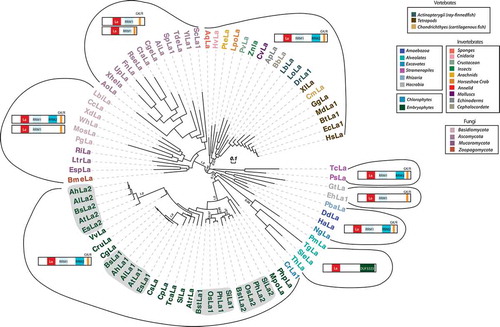 Figure 1. Distribution, phylogenetic relationships and structural organization of genuine La in eukaryotes. Full-length La protein sequences from the different eukaryotic lineages were aligned and used to construct the phylogenetic tree (with the exception of Alveolates La for which the La motif alone was used). Statistical supports of key nodes calculated with the approximate likelihood-ratio test are indicated. Scale bar indicates length of 0.1 substitution/site. For a description of species and protein sequences used, see Supplemental Table 1. Boxes on the right define how the different lineages were colour-coded. The grey shading is used to highlight the presence of two genuine La protein subgroups in Poaceae and Brassicaceae. Positions of the different conserved regions (on the Human La sequence (NP_003133.1)) are the following: La motif (10–91), RRM1 (110–185), RRM2 (232–326) and GK/R-repeats (332–361)