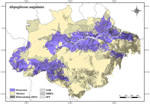 Figure 19. Occurrence area and records of Alopoglossus angulatus in the Brazilian Amazonia, showing the overlap with protected and deforested areas.