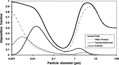 Figure 1. Illustration of particle size-dependent deposition of airborne particle in the human respiratory tract – taken from exposure assessment considerations for nanoparticles in the workplace.[Citation25]