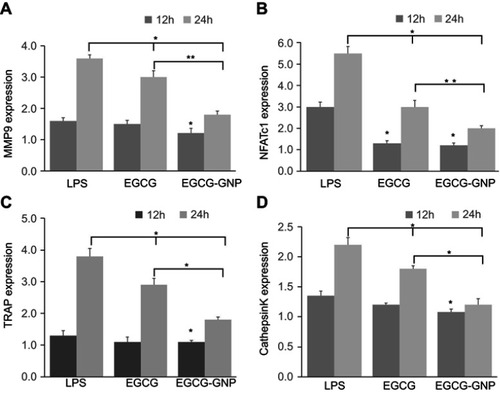 Figure 6 Gene expression of (A) MMP9, (B) NFATc1, (C) TRAP, and (D) cathepsin K relative to blank (1.0 expression, not shown in the figure) in the presence of EGCG (15 μM) or EGCG-GNPs (15 μM). *P<0.05, **P<0.01, significant difference compared between groups.Abbreviations: LPS, lipopolysaccharides; MMP9, matrix metallopeptidase 9; NFATc1, nuclear factor of activated T-cells cytoplasmic 1; TRAP, tartrate-resistant acid phosphatase.