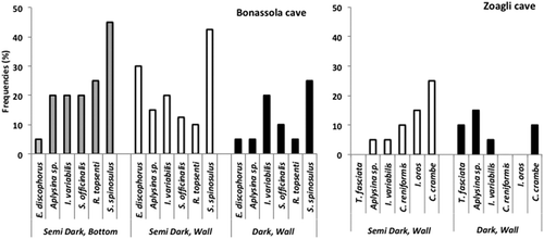 Figure 3. Frequencies of the most abundant sponge species in both caves under different light conditions and positions. The frequency is the percentage presence of a species in the studied standard surface.